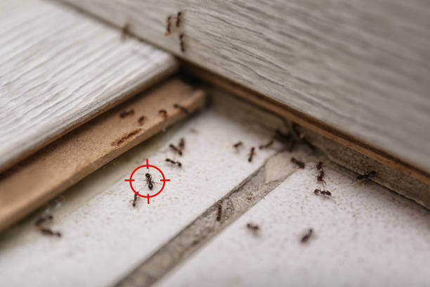 Best Exterminator Services  in Jefferson, GA