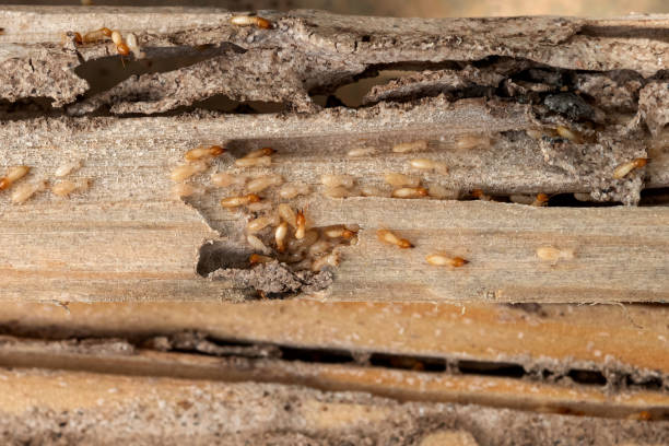 Best Ant Control Services  in Jefferson, GA